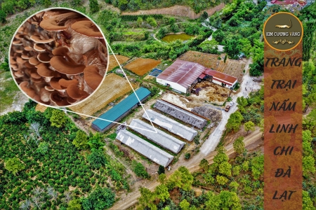 NẤM LINH CHI NON ĐÀ LẠT ( loại thái lát)